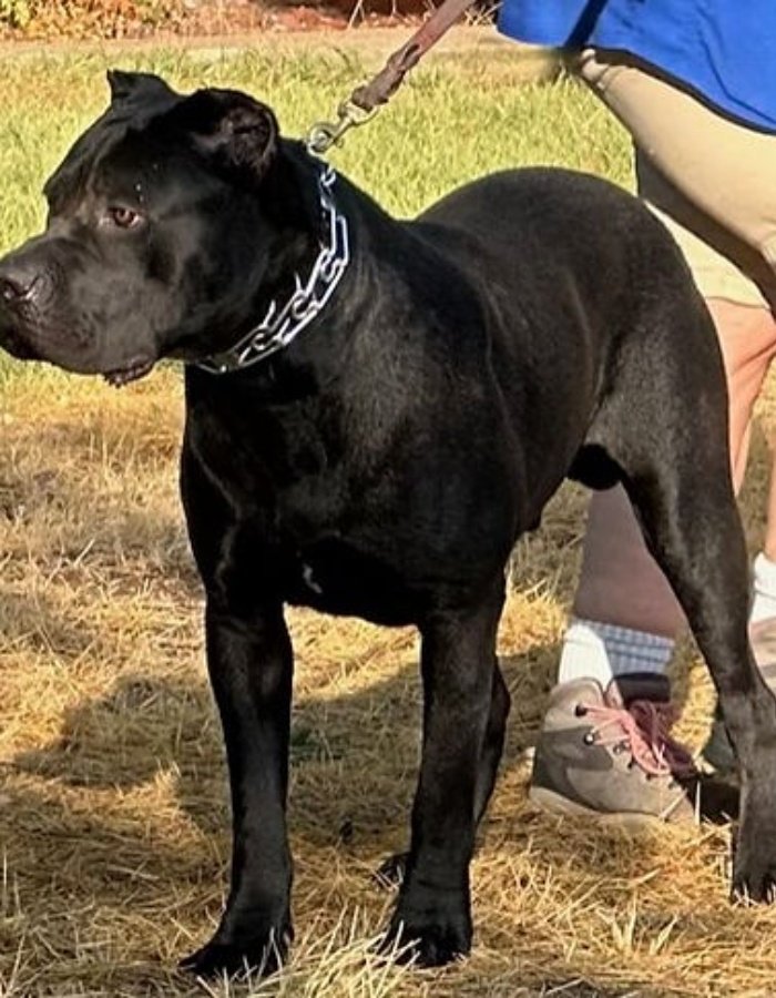 A Dream Dog at the Perfect Time